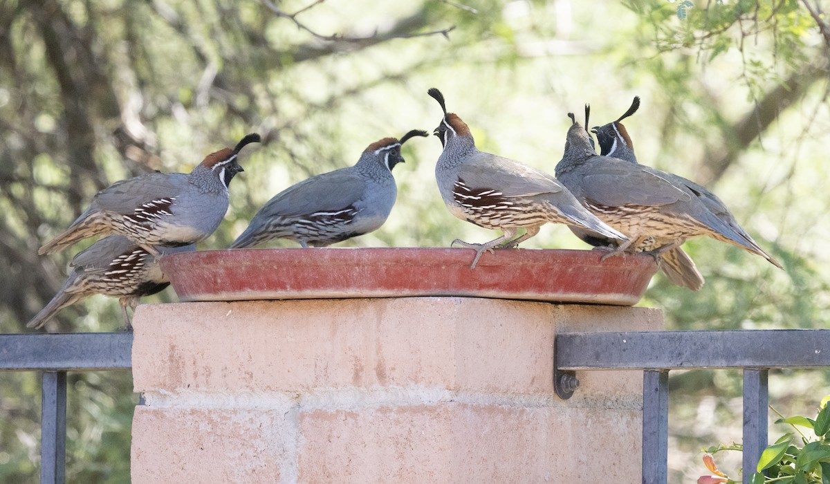 Gambel's Quail - ML643052480