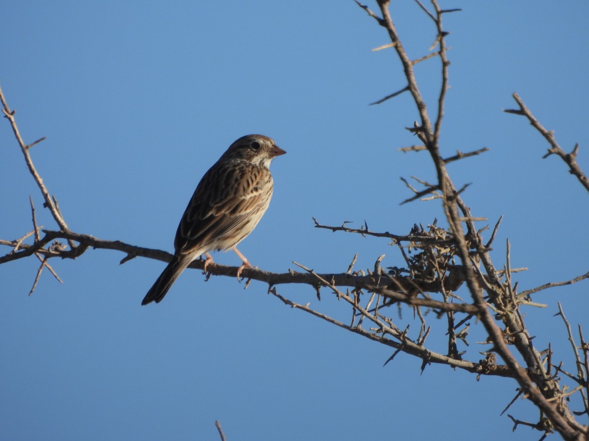 Vesper Sparrow - ML643052486