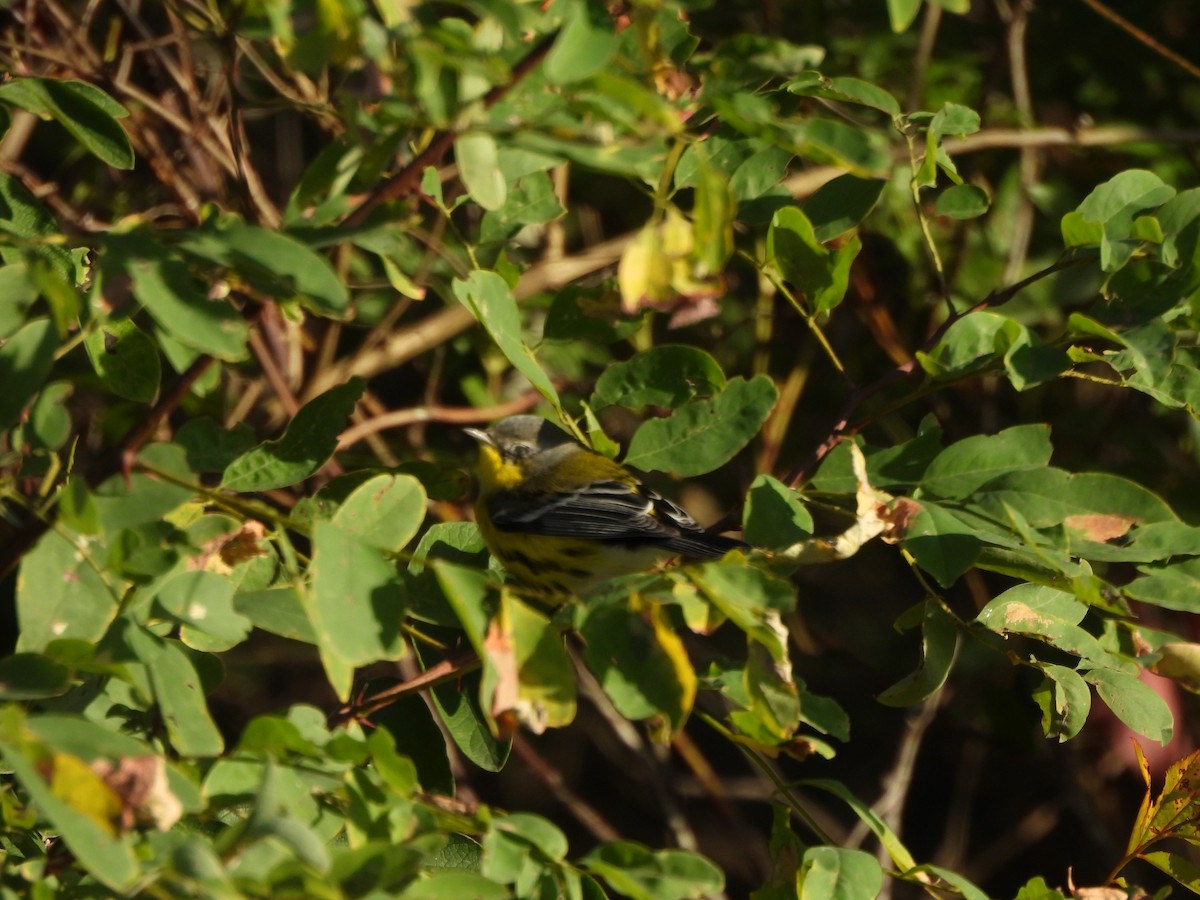 Magnolia Warbler - ML643052522