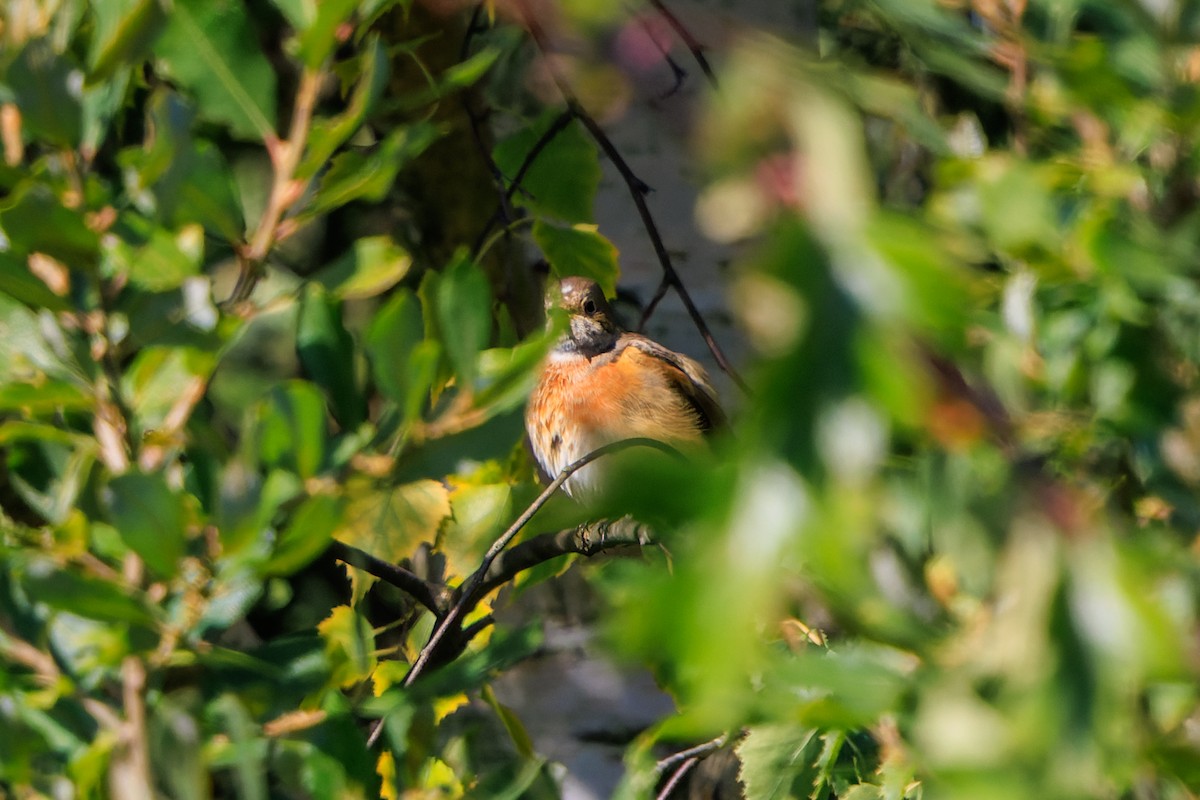 Common Redstart - ML643052523