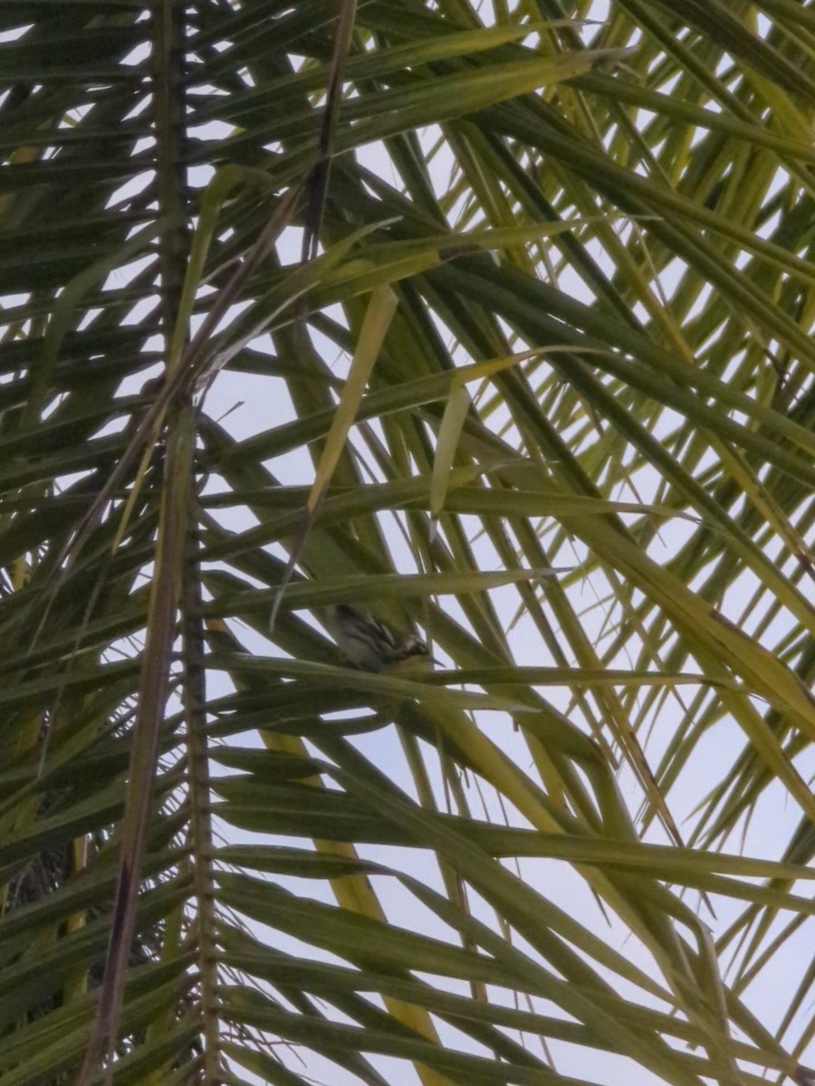 Sarı Gerdanlı Ötleğen - ML643052525