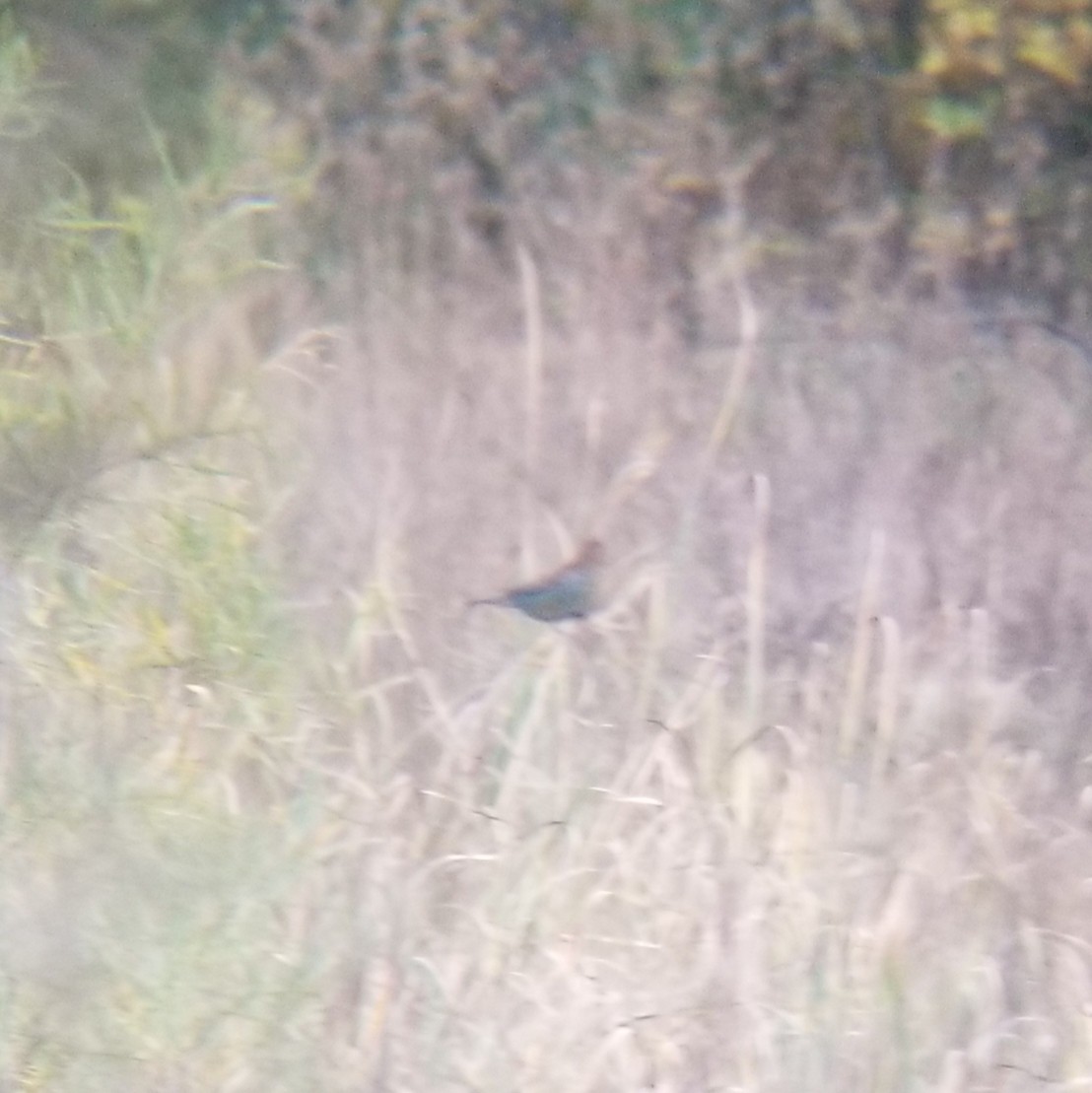 Indigo Bunting - ML643052648