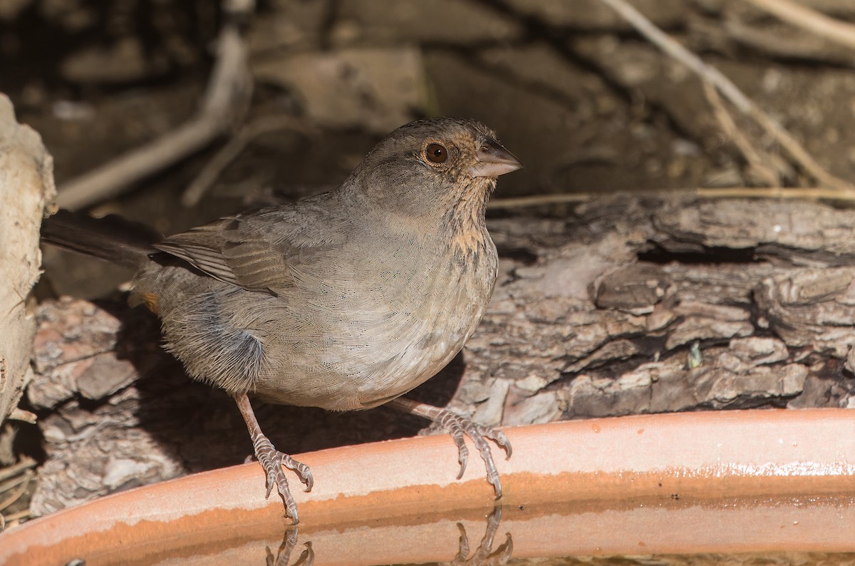 California Towhee - ML643052667