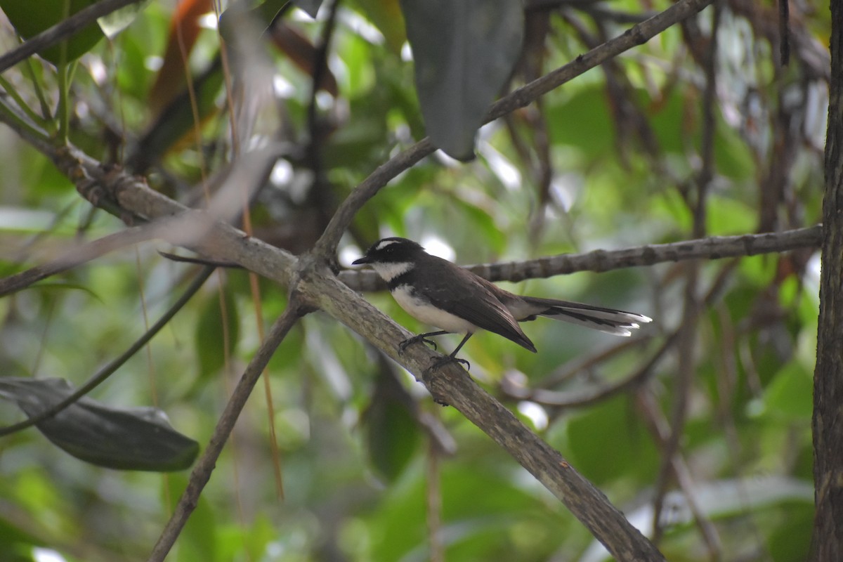 Philippine Pied-Fantail - ML643052671