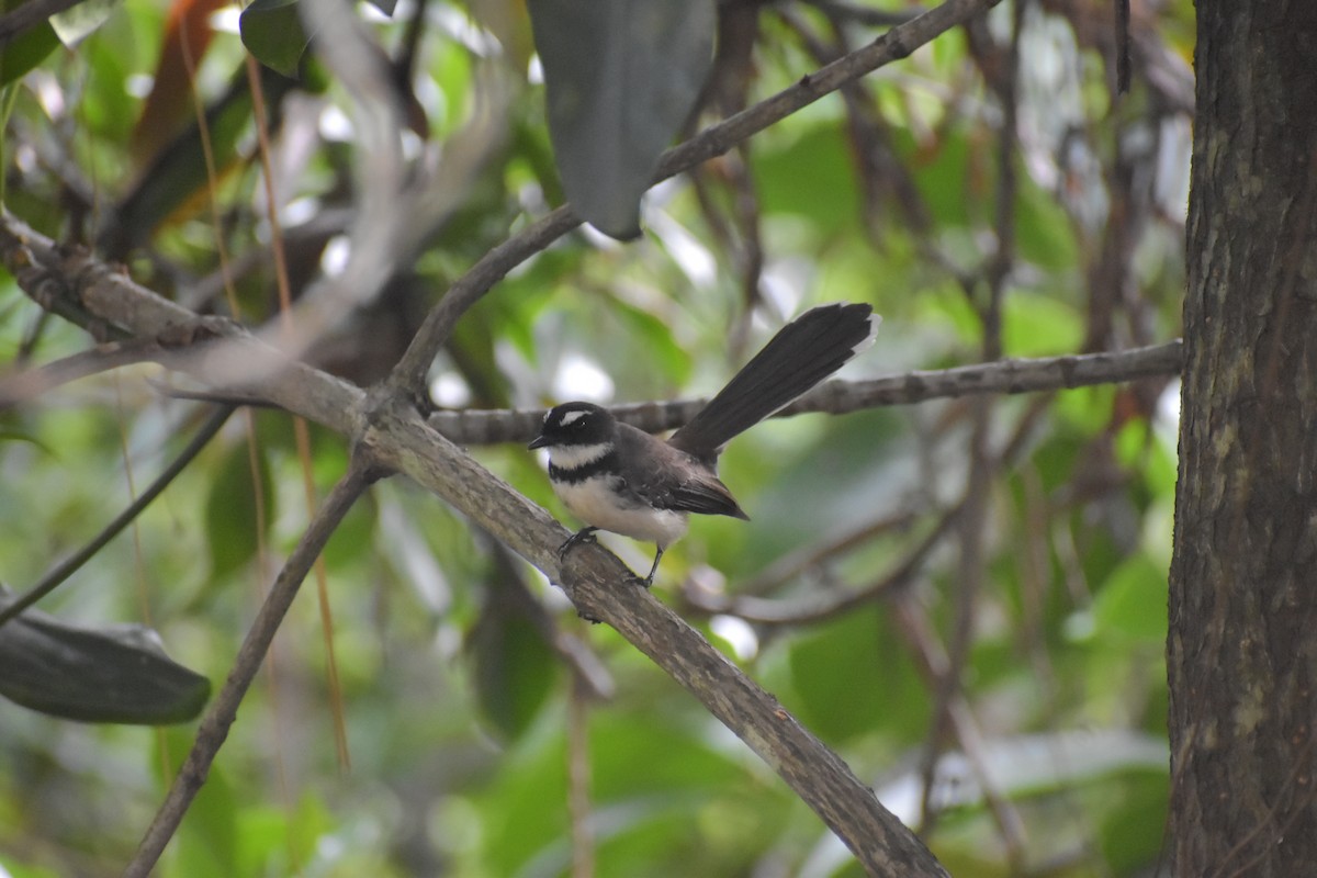 Philippine Pied-Fantail - ML643052672