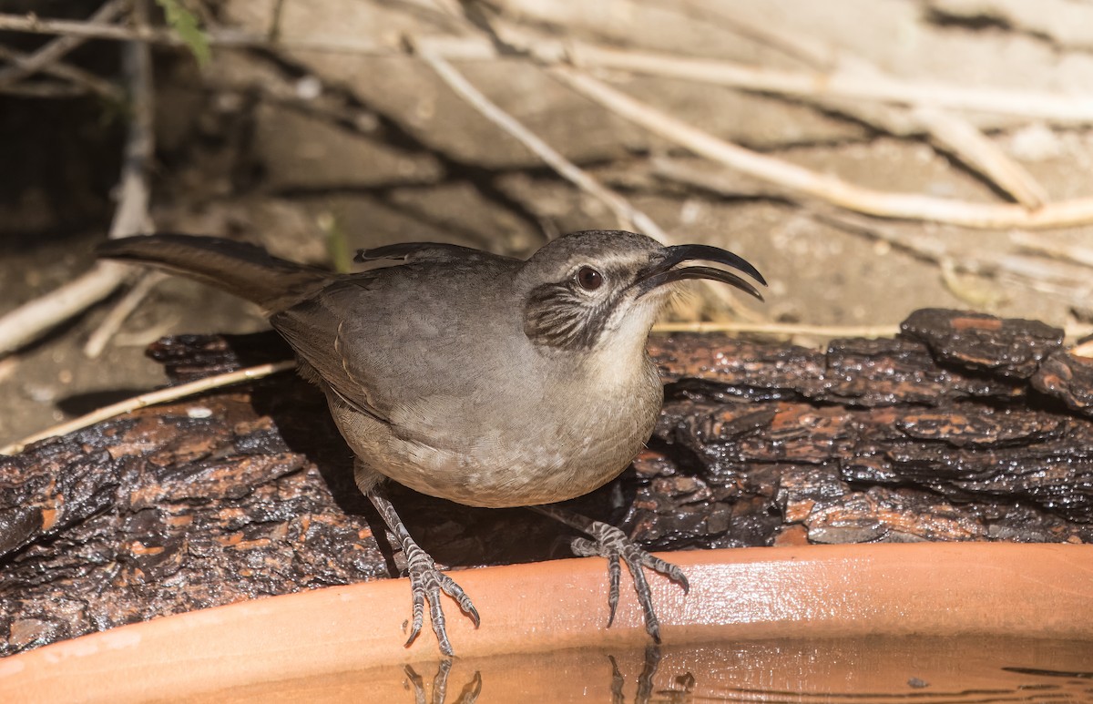 California Thrasher - ML643052678