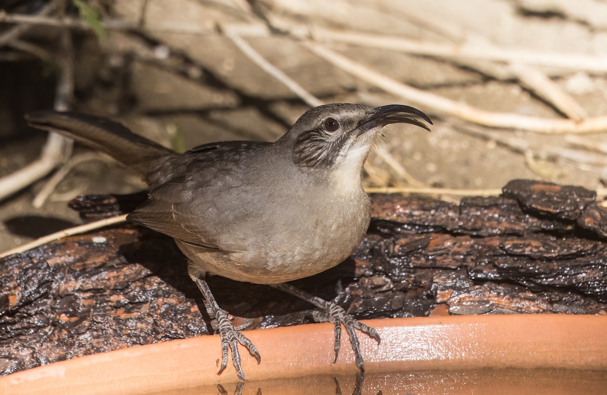 California Thrasher - ML643052681