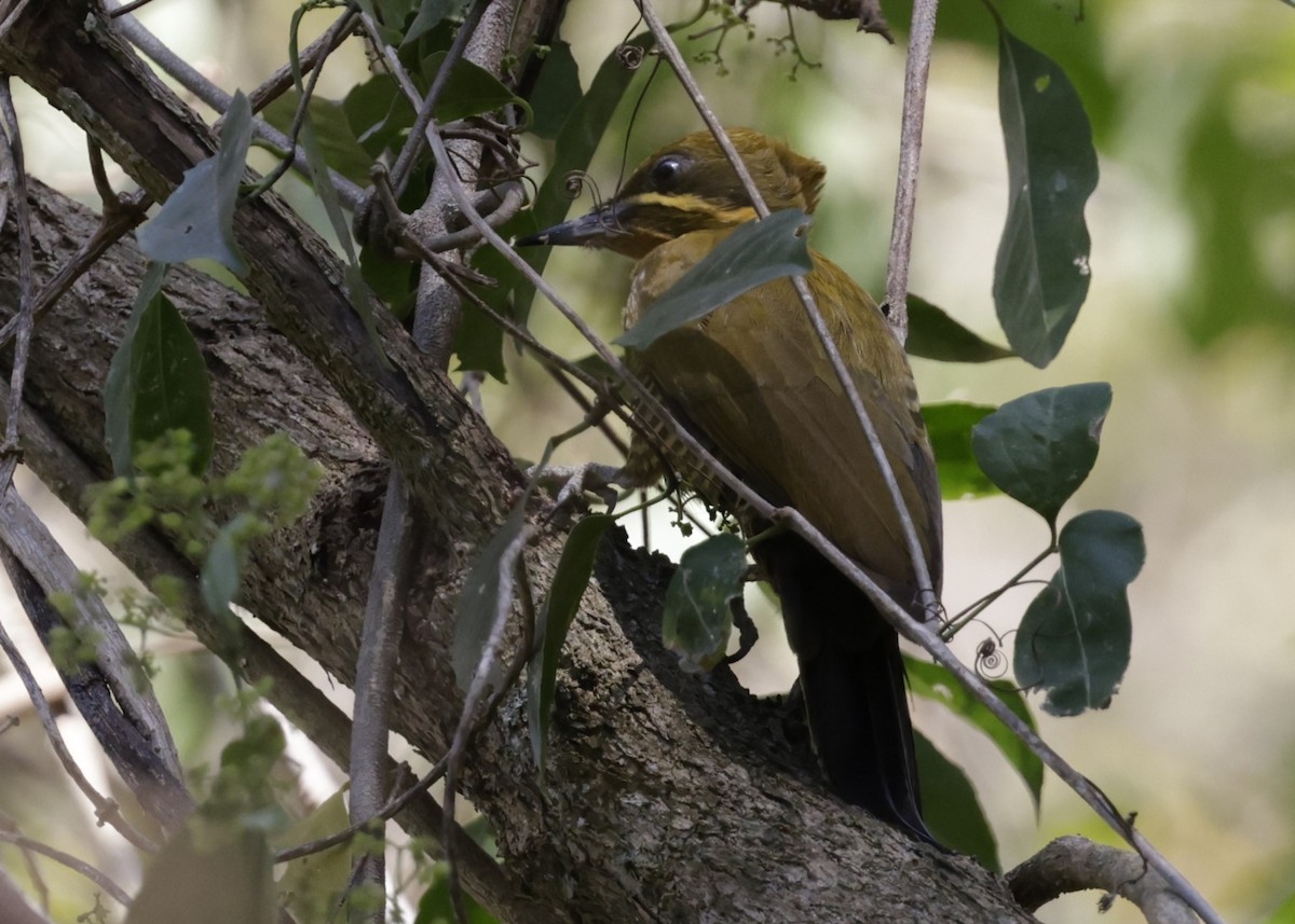Golden-green Woodpecker - ML643052684