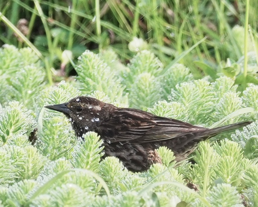 Yellow-winged Blackbird - ML643052686