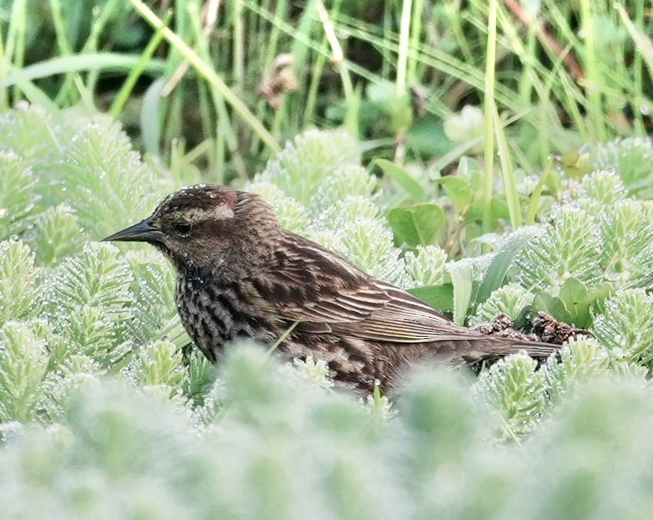 Yellow-winged Blackbird - ML643052687
