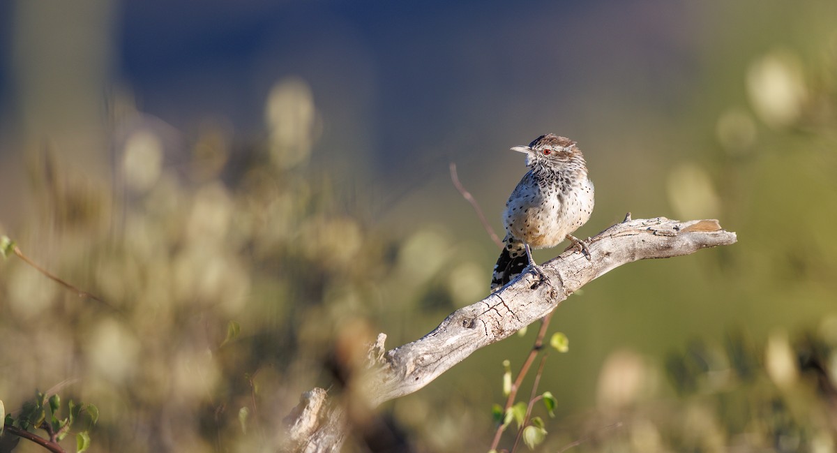 Cactus Wren - ML643052688