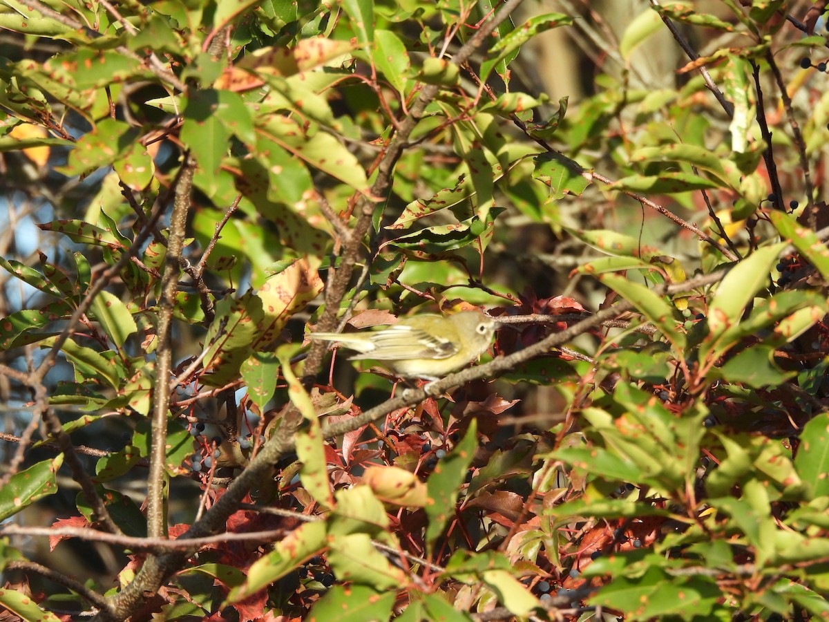 Blue-headed Vireo - ML643052690