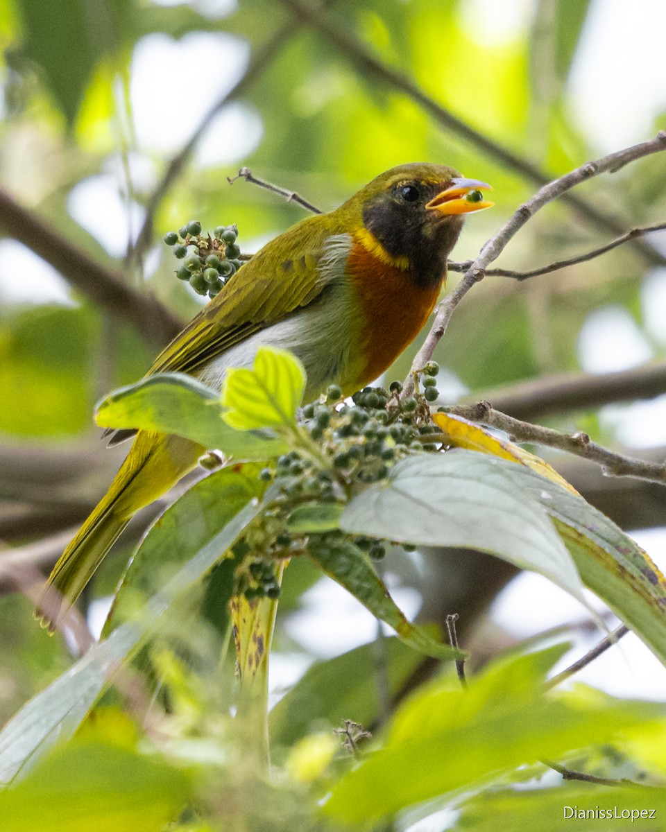 Guira Tanager - ML643052705