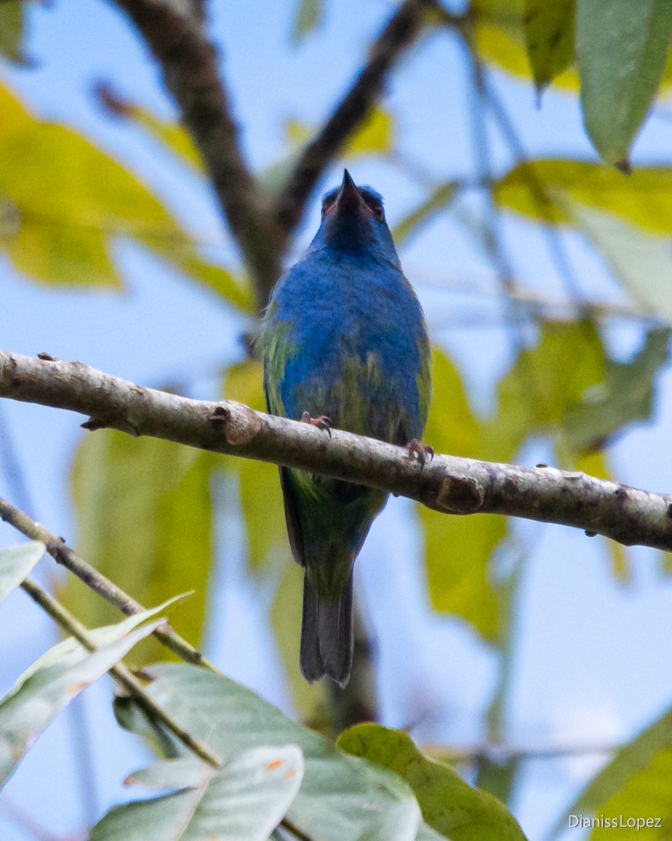Blue Dacnis - ML643052716