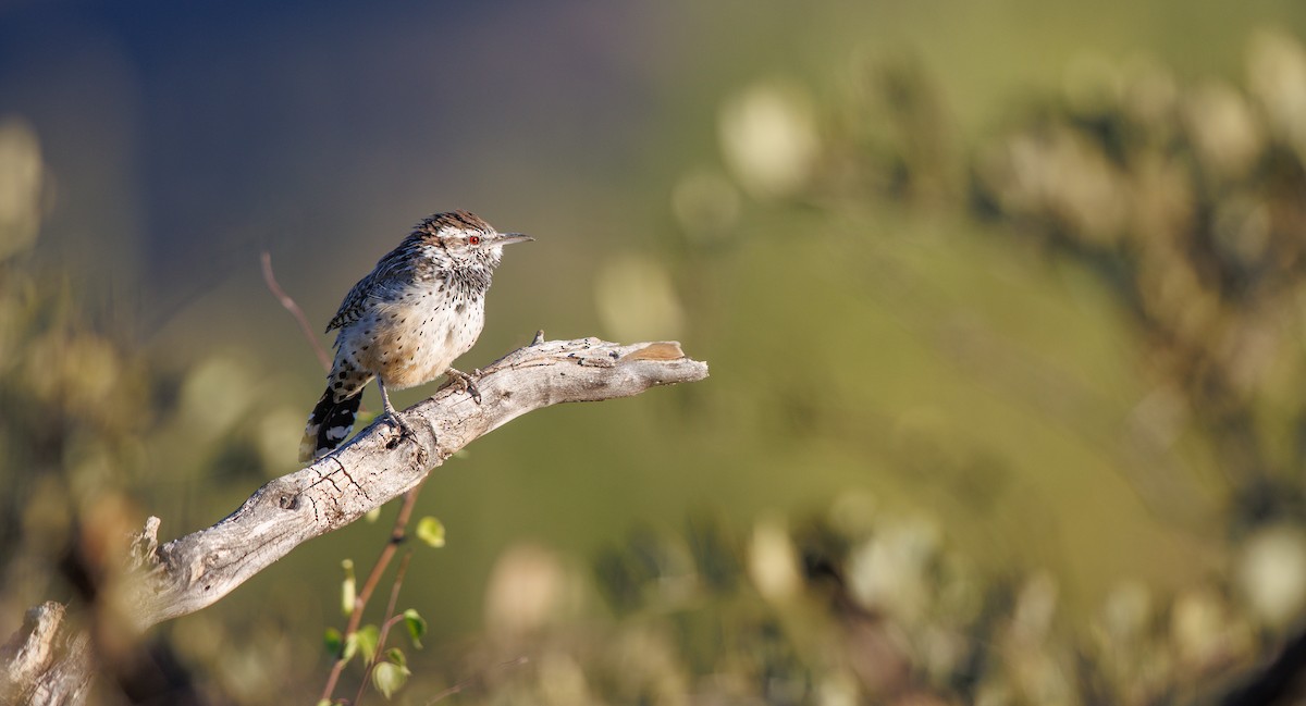 Cactus Wren - ML643052718