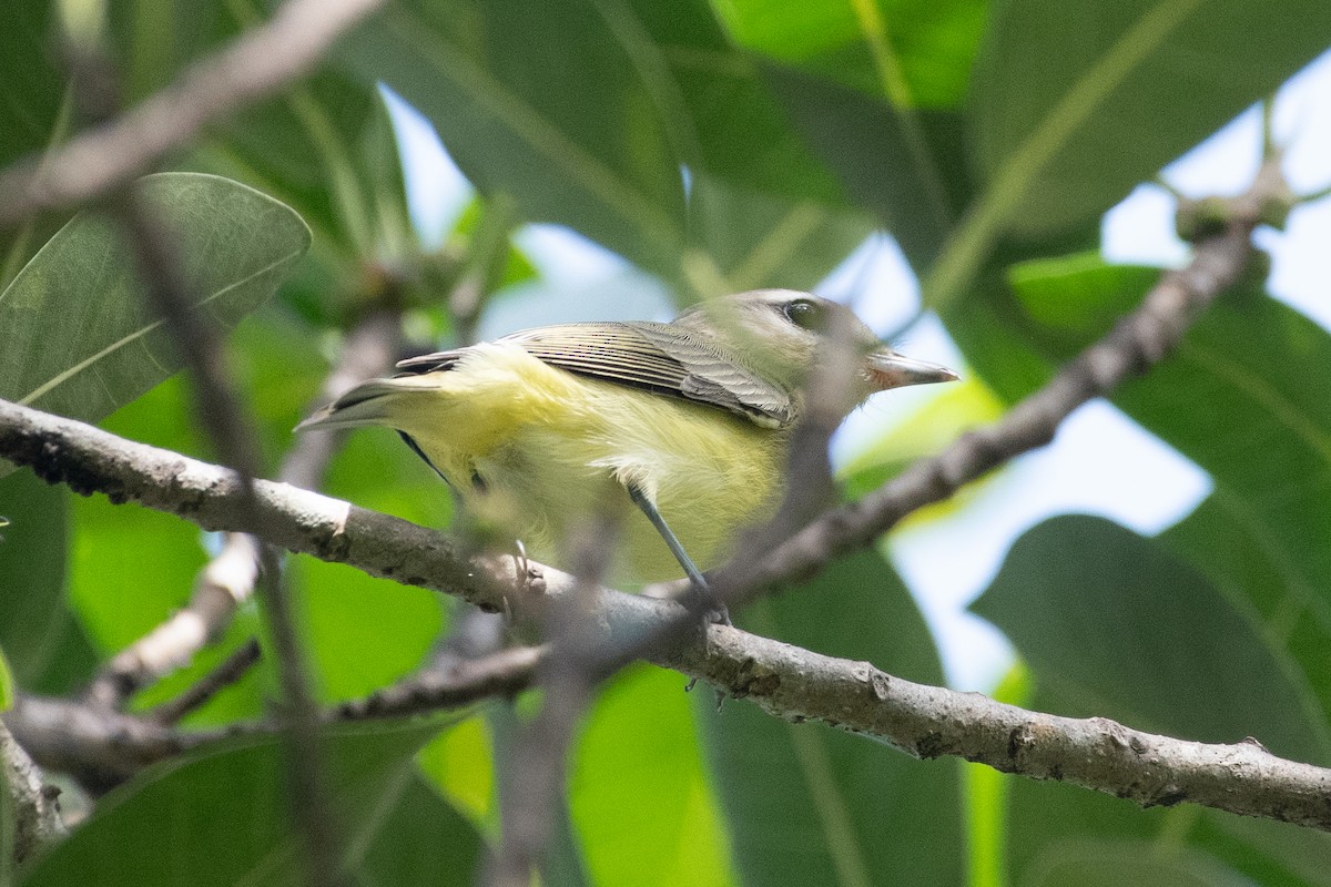 Philadelphia Vireo - ML643052727