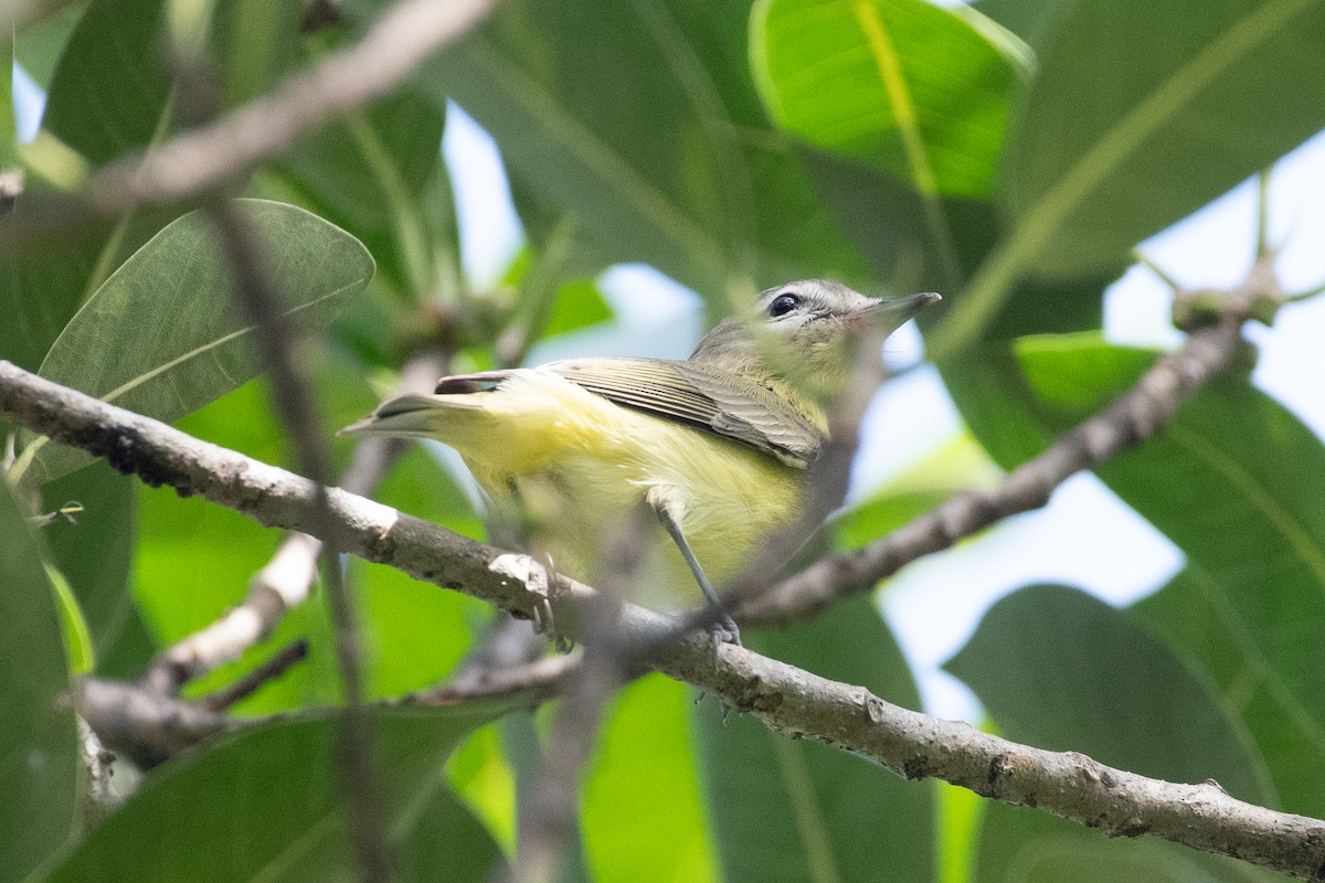 Philadelphia Vireo - ML643052728