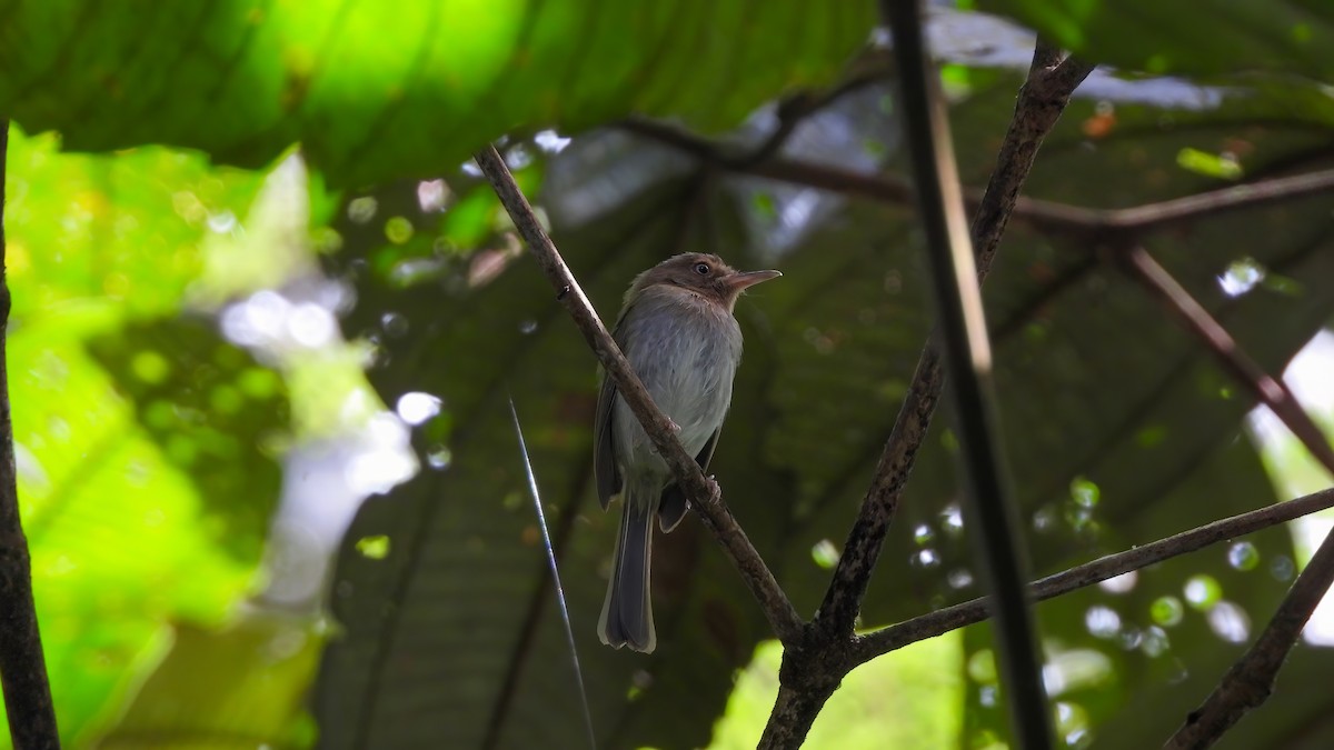 Buff-throated Tody-Tyrant - ML643052735