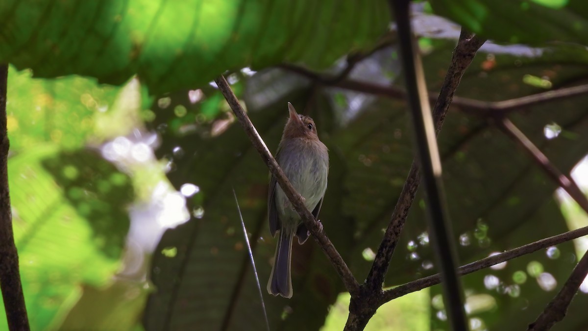 Buff-throated Tody-Tyrant - ML643052736