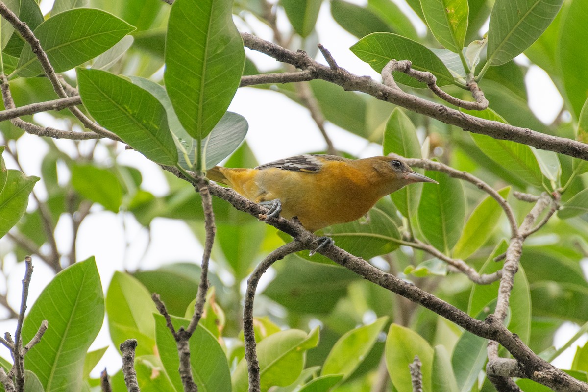 Baltimore Oriole - ML643052739