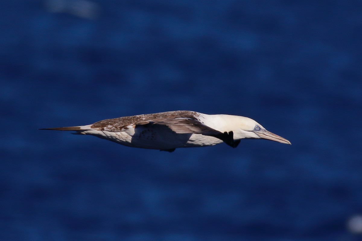 Northern Gannet - ML643052756