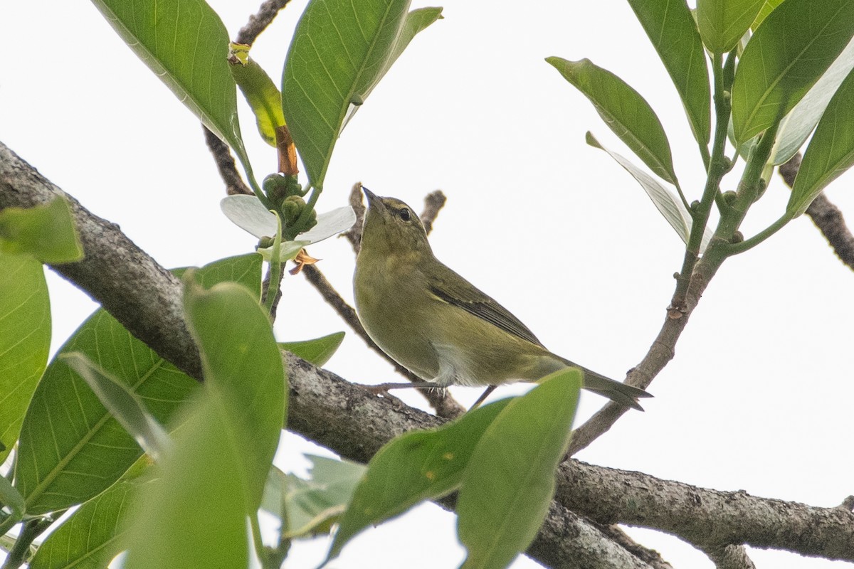 Tennessee Warbler - ML643052757