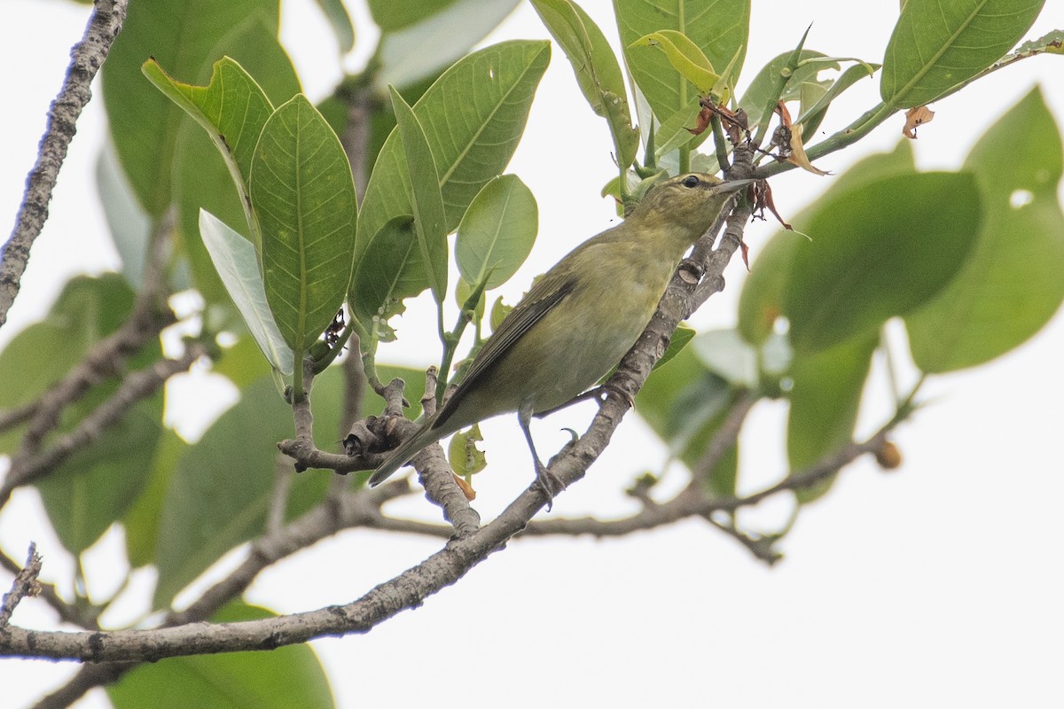 Tennessee Warbler - ML643052758