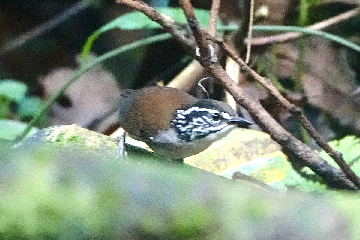 White-breasted Wood-Wren - ML643052760