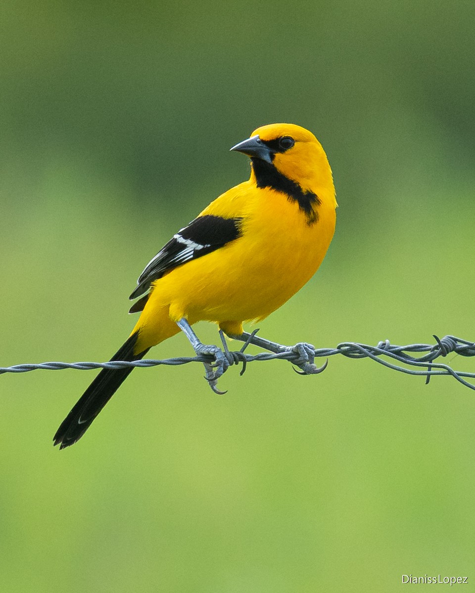 Yellow Oriole - ML643052770