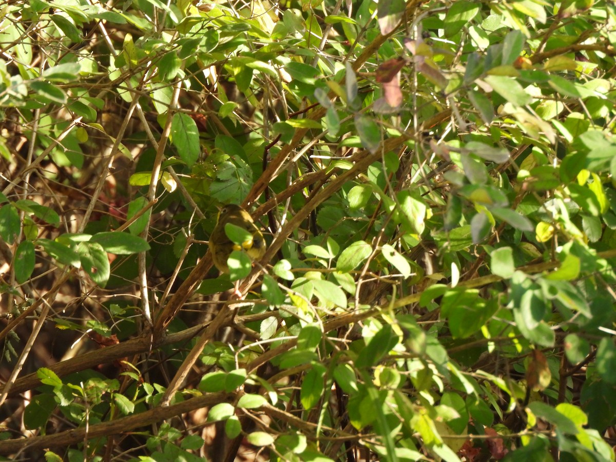 Prairie Warbler - ML643052779