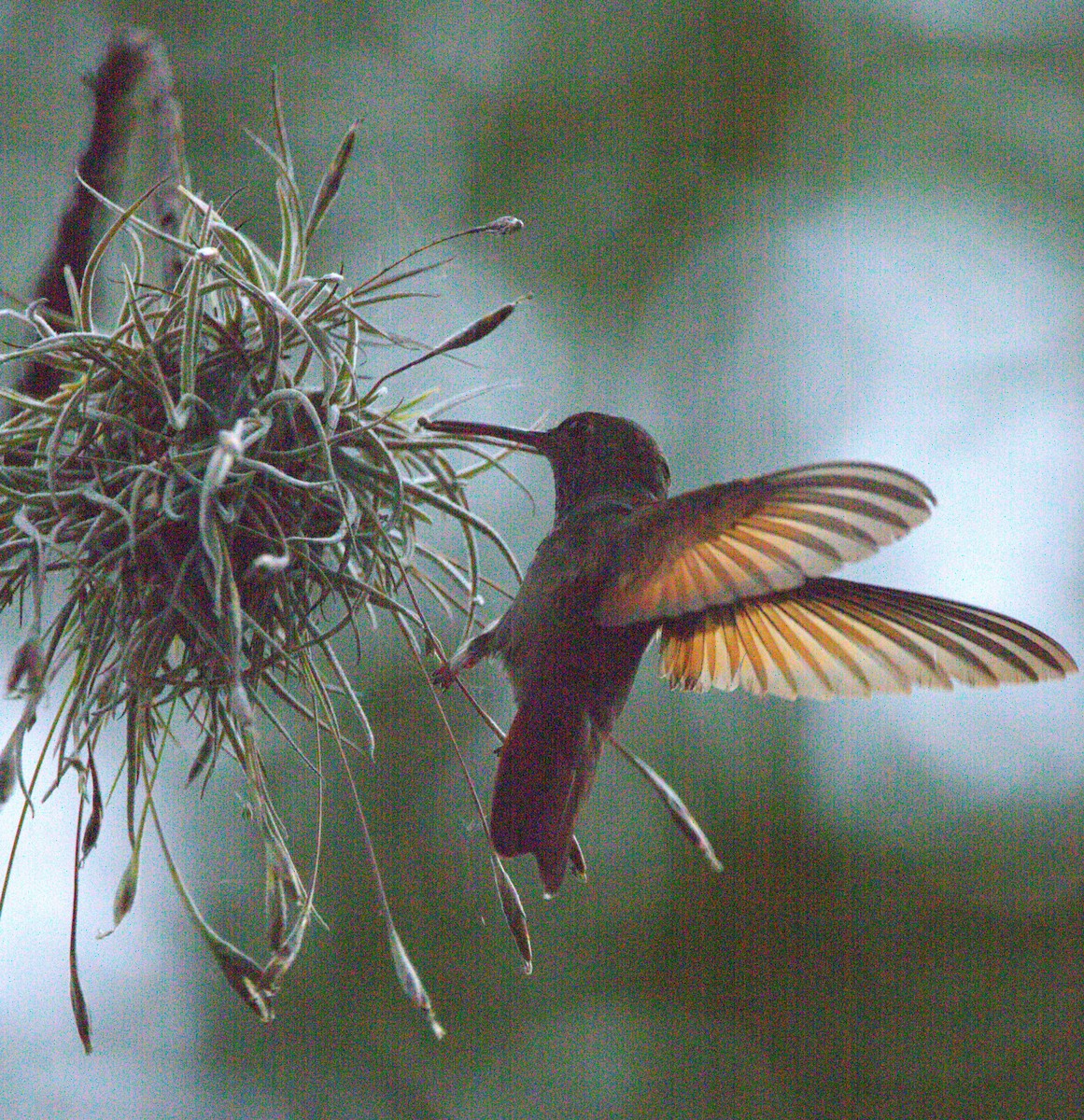 Berylline Hummingbird - ML643052788