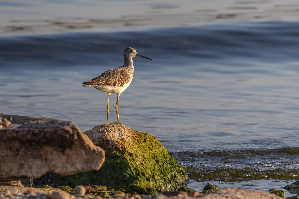 Greater Yellowlegs - ML643052800