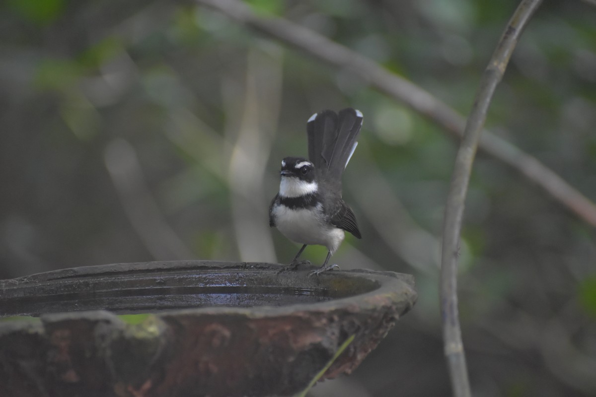 Philippine Pied-Fantail - ML643052806