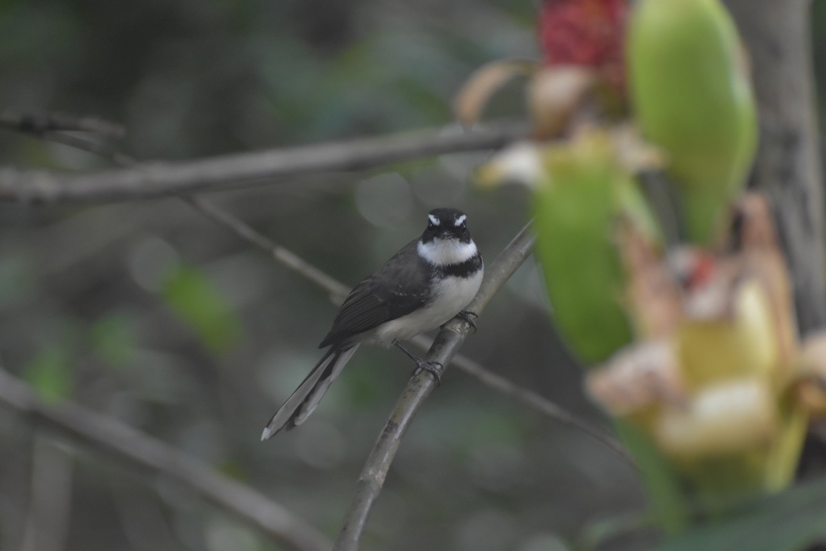 Philippine Pied-Fantail - ML643052807