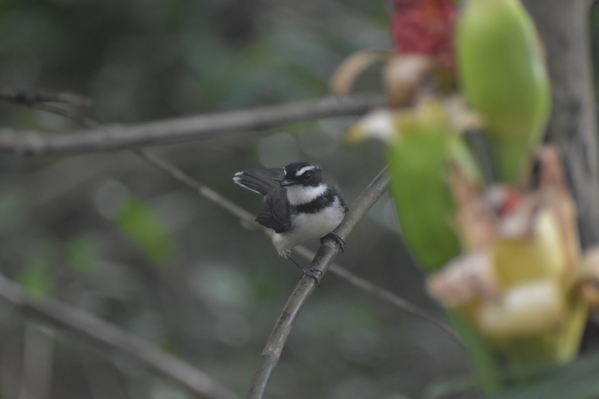 Philippine Pied-Fantail - ML643052808