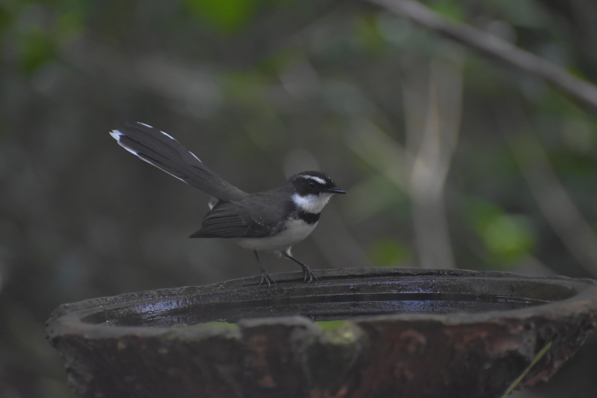 Philippine Pied-Fantail - ML643052809