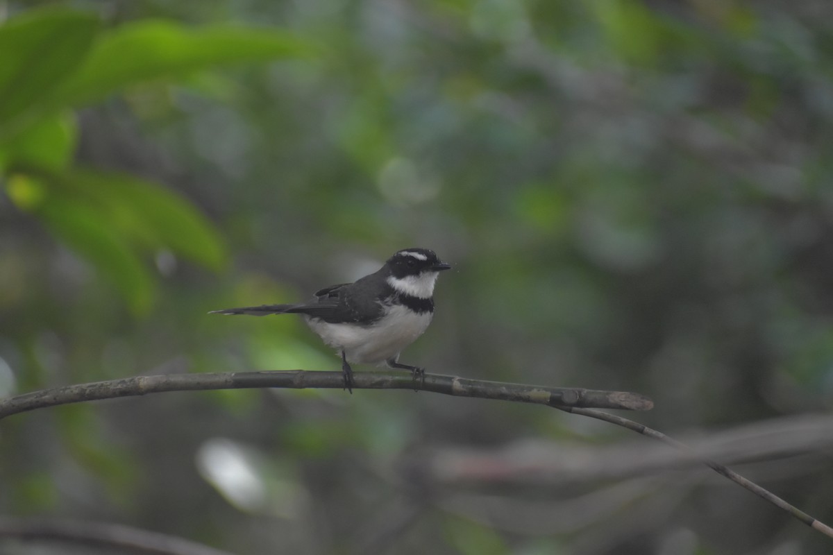 Philippine Pied-Fantail - ML643052810