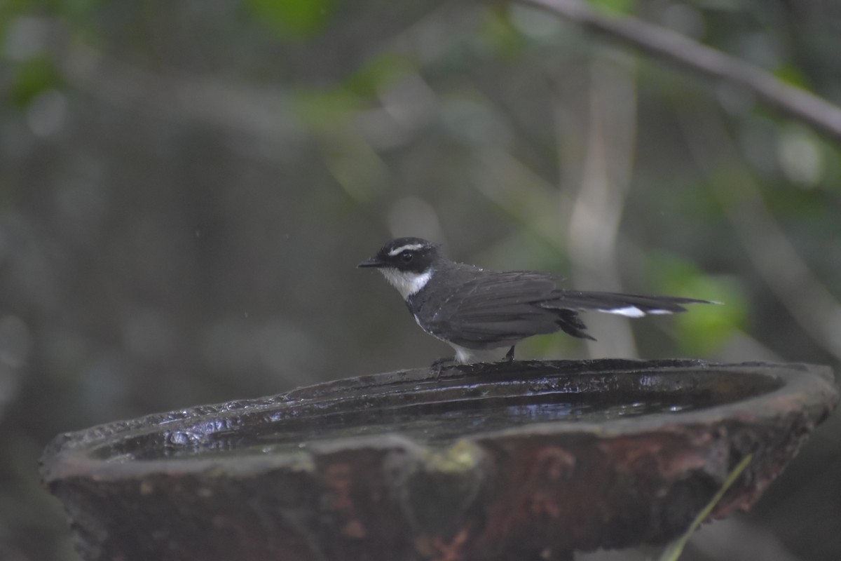 Philippine Pied-Fantail - ML643052811