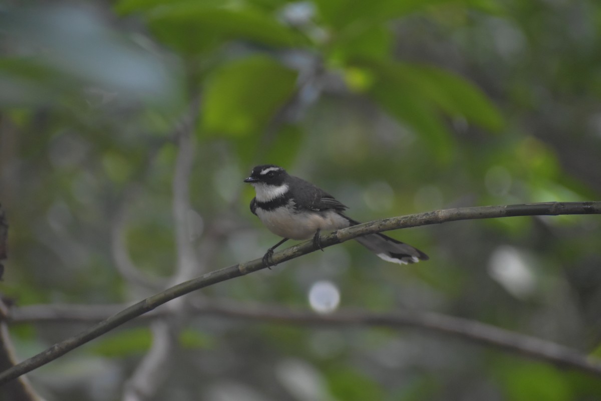 Philippine Pied-Fantail - ML643052812
