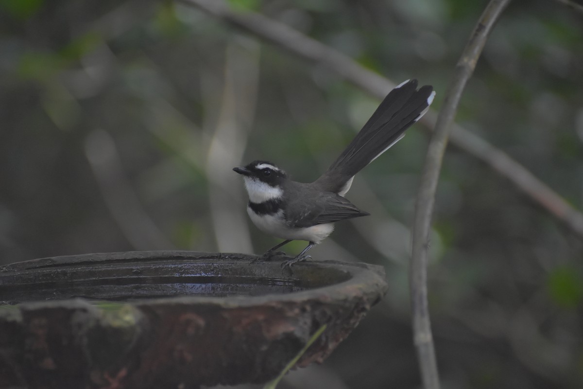 Philippine Pied-Fantail - ML643052813