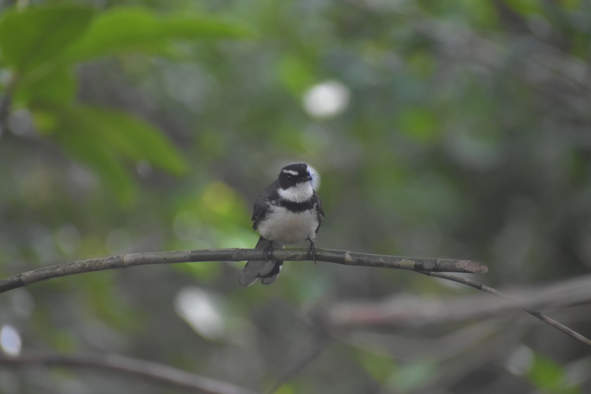Philippine Pied-Fantail - ML643052814