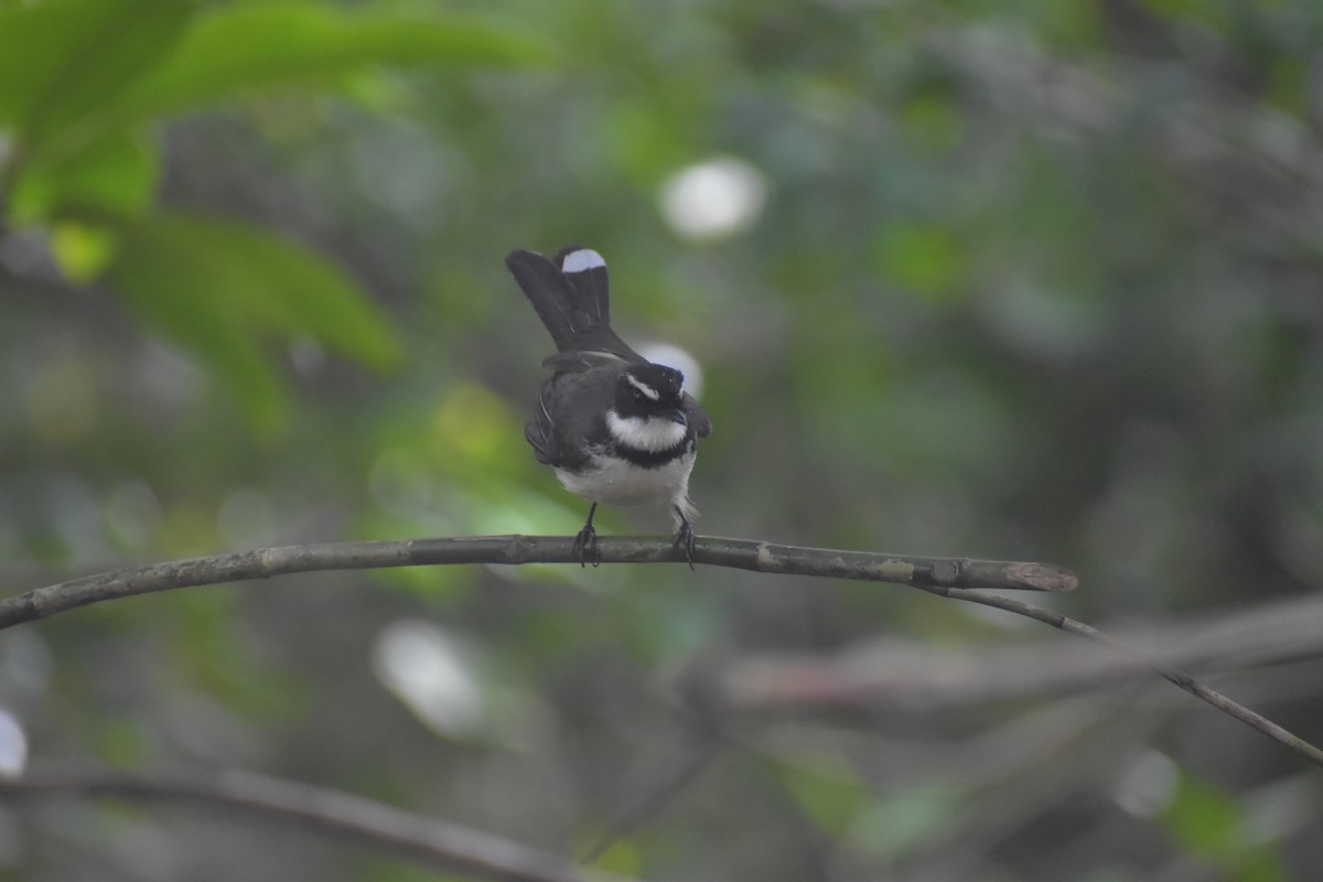 Philippine Pied-Fantail - ML643052815