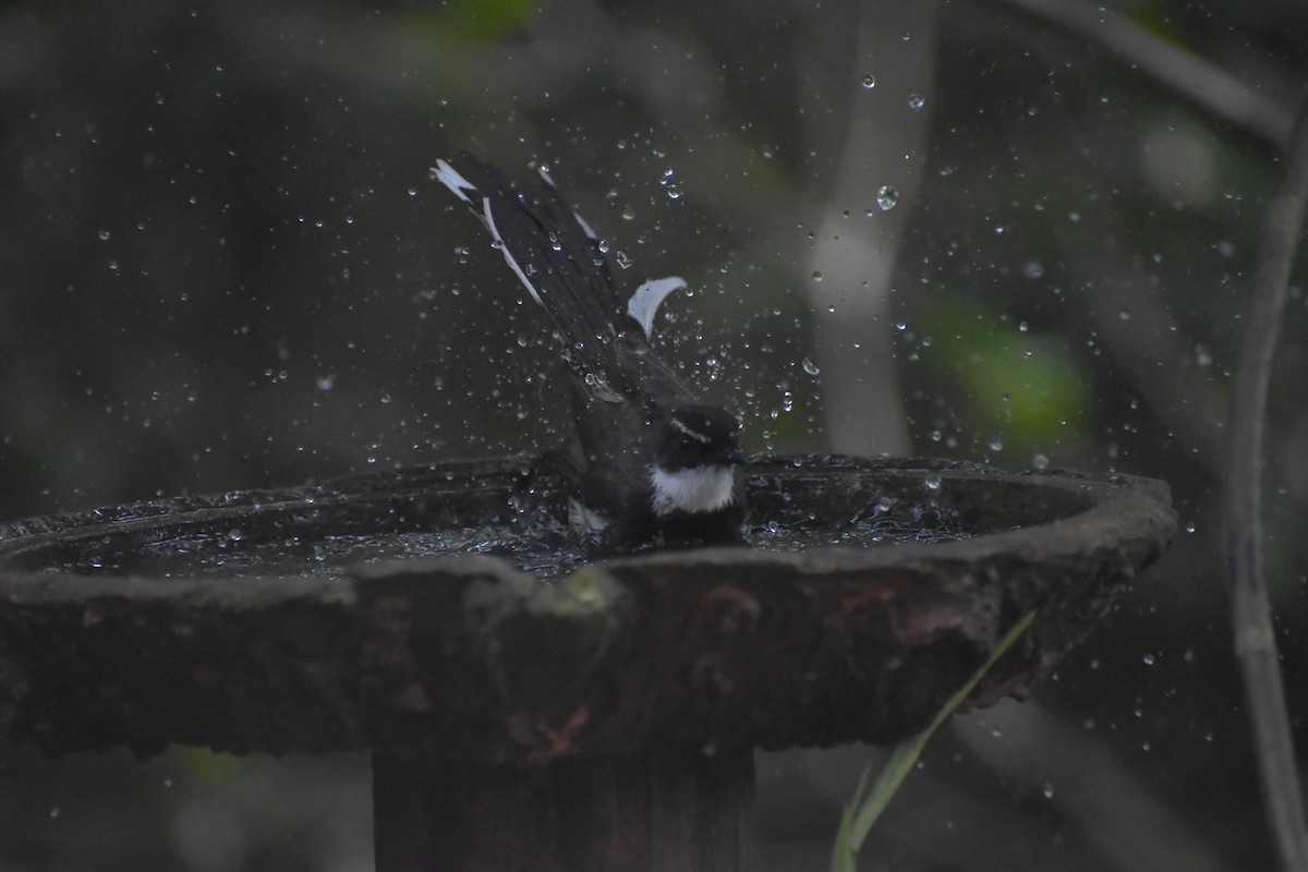 Philippine Pied-Fantail - ML643052819