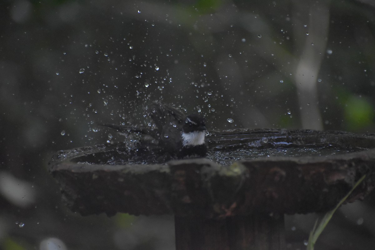 Philippine Pied-Fantail - ML643052820