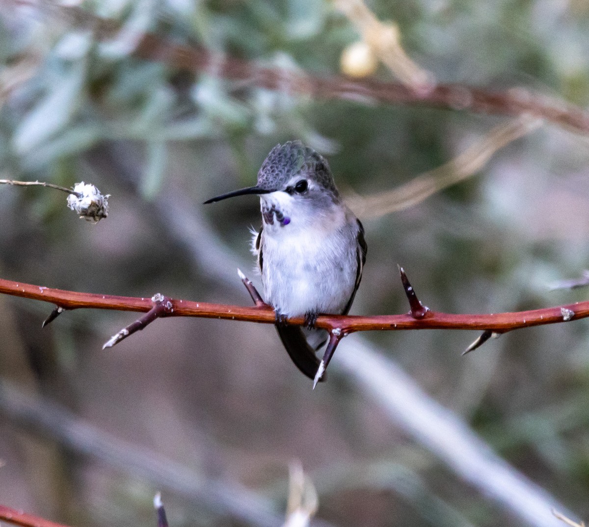 Costa's Hummingbird - ML643052821