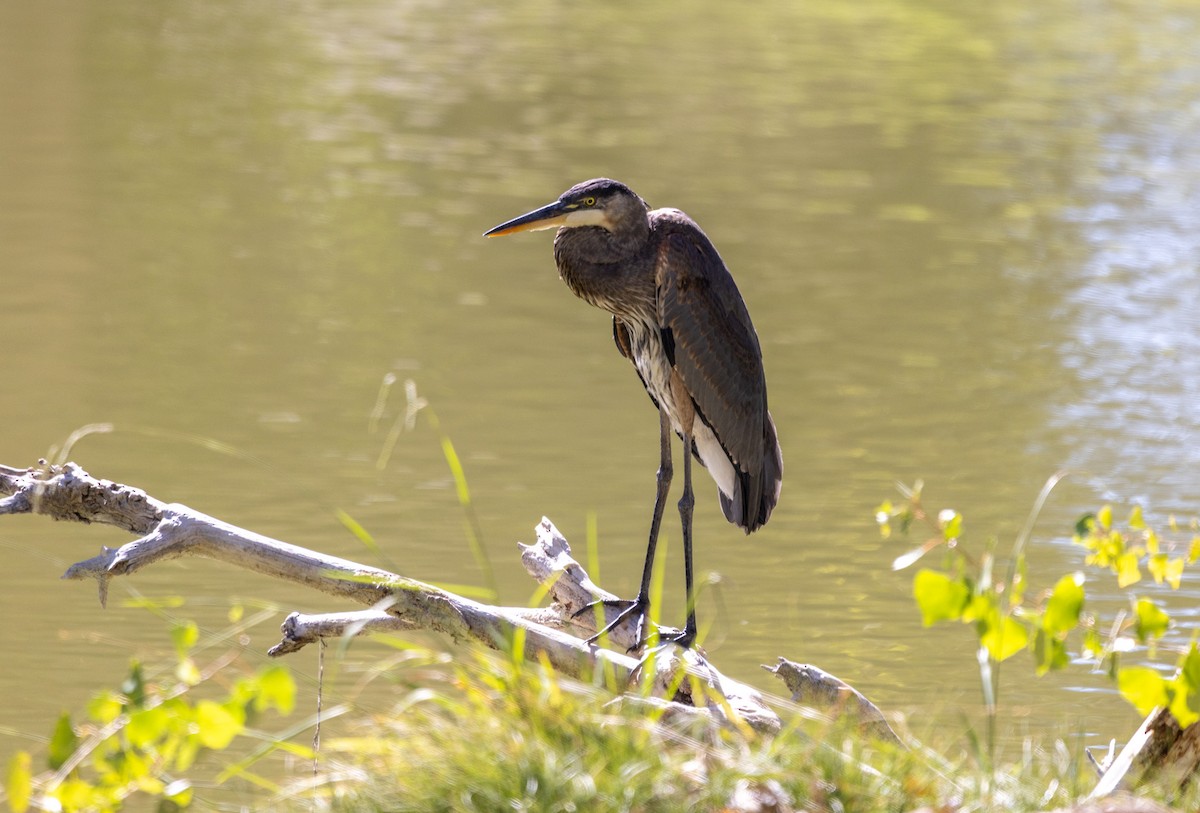 Great Blue Heron - ML643052827