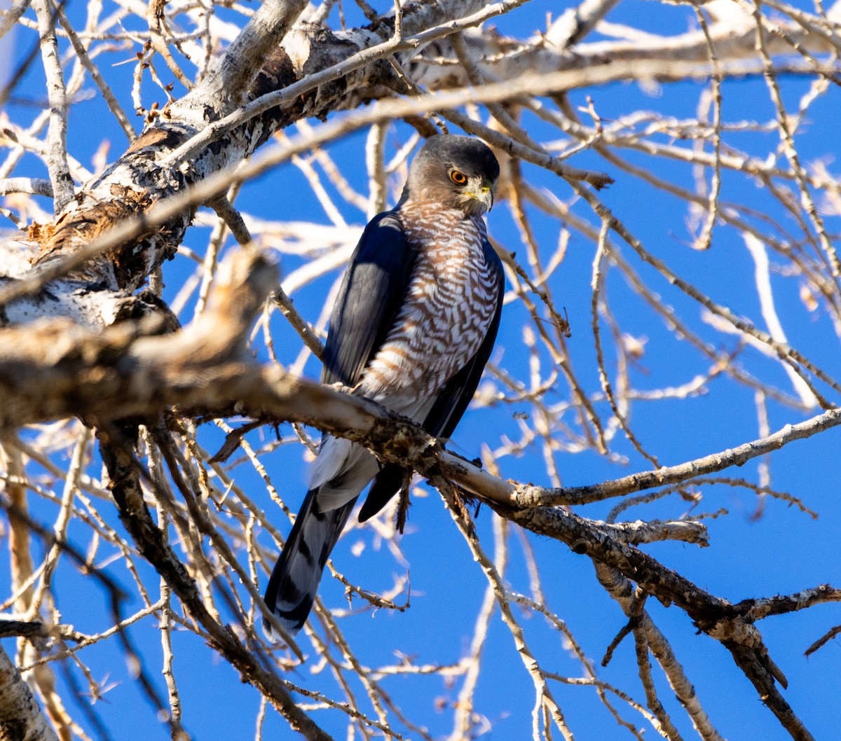 Cooper's Hawk - ML643052830