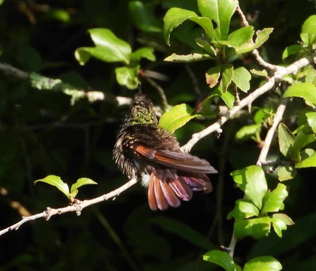 Berylline Hummingbird - ML643052836