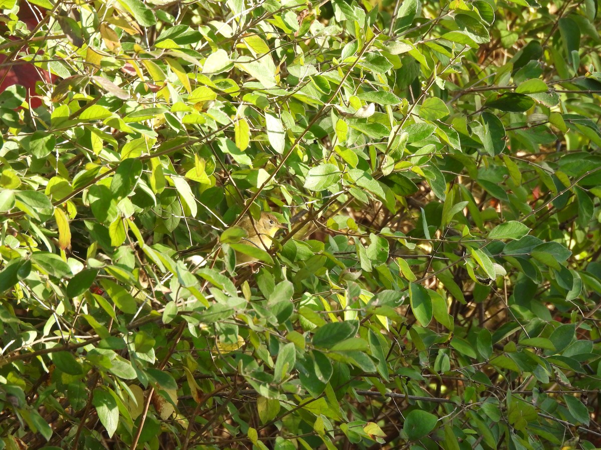 Common Yellowthroat - ML643052846