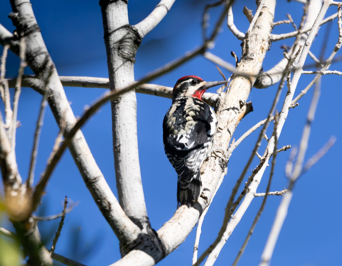 Red-naped Sapsucker - ML643052847